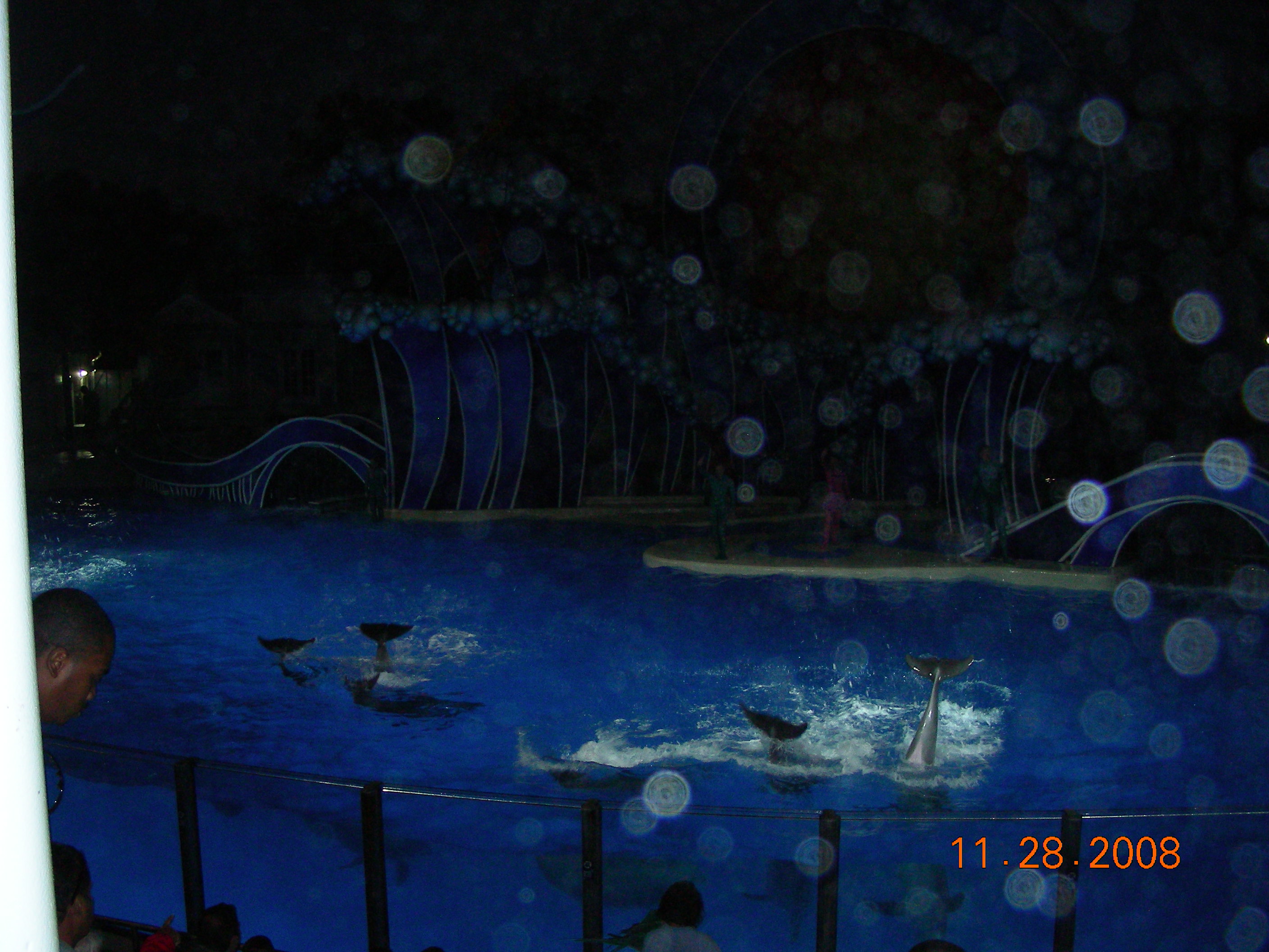 ./2008/Thanksgiving/Sea World/DSCN4629.JPG